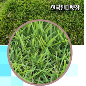 한국잔디뗏장 18*18*2cm 25장 산소 묘지 정원 잔듸 떼