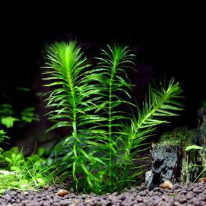 아나카리스 10촉