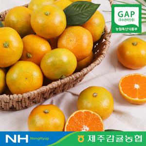 [제주감귤농협] 당도선별 황금알 하우스 감귤 1.5 / 2.5kg