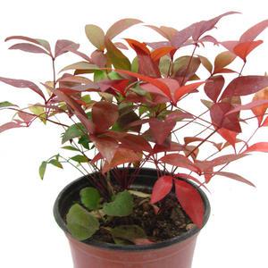 남천 오색남천 단풍 나무 공기정화 식물 키우기 노지월동 화단 정원 꾸미기