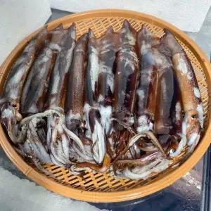 국내산 통찜용 초코오징어 1kg (6~10마리내외)