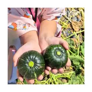 산지 미니단호박 경북 유일 GAP 우수 농산물3kg