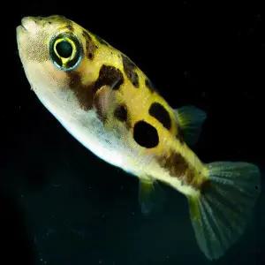 [조스아쿠아 ]열대어, 인디언 복어[1마리]