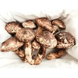 자연산 송이버섯 3등급 500g 사천 운남 백두 연길 티벳산 등급별 직수입 명절선물