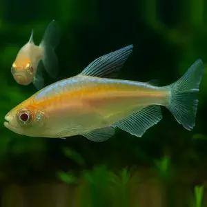 알비노 콩고 테트라 3마리