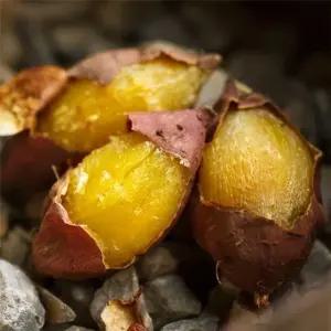 ksr 해남베니하루카 한입 5kg (WFJI20H)