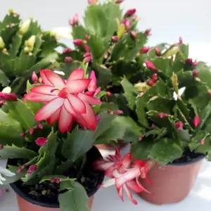[정해바바] JB-게발선인장 1+1 이쁜꽃이 매력적인 크리스마스선인장