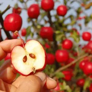 경북 루비에스 사과 11브릭스이상 새콤달콤한 미니사과 제철과일