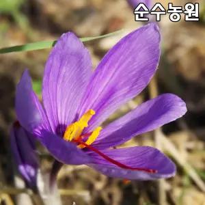 샤프란 구근 10개/꽃구근/다년초