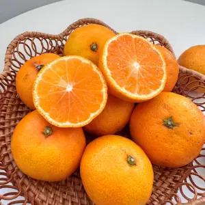 제주 감귤 타이백 하우스 노지 밀감 제주귤 5kg