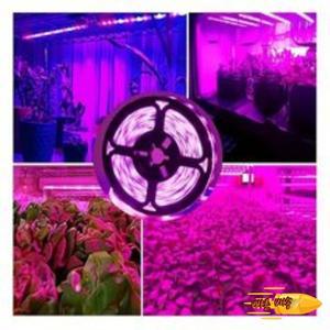 1M/2M/3M/5M/10M LED 전체 스펙트럼 LED 식물 성장 빛 60 램프 구슬/M 스트립 LED Fitolampy 온실 식물 씨