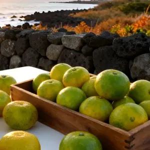 가정용 제주 조생귤 실속형 극조생 산지출하 10kg (2L-L/대과)