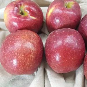 감홍사과 특품 중과 3kg (12개 내외)