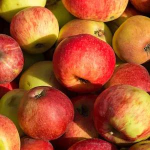 [딜픽]안동 감홍 사과 대과 6-9과 3kg내외 미색/못난이