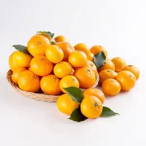 고당도 감귤 5KG 중과 (M)