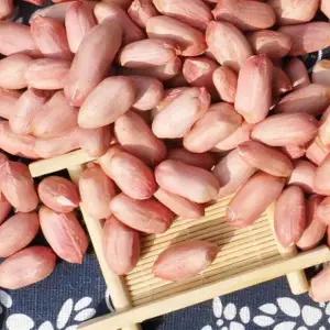 햇 생땅콩 생알 땅콩 큰알 땅콩 품질보증 5KG