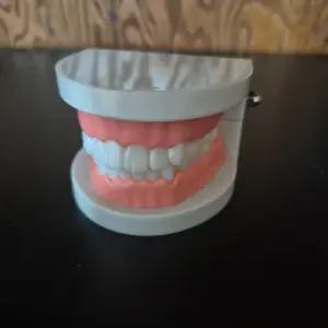 구강 치아 모형