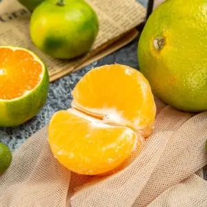 제주 노지 감귤 5kg 극조생 하우스 타이백 황금향 서귀포 밀감 가정용