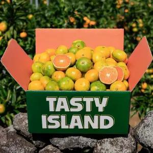 [서귀포산] 새콤달콤 햇조생감귤 로얄과(2S-M) 3kg 5kg/ 실중량