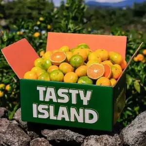 [품질보장] 새콤달콤 햇조생감귤 중대과(L-2L) 3kg 5kg/ 실중량 발송!