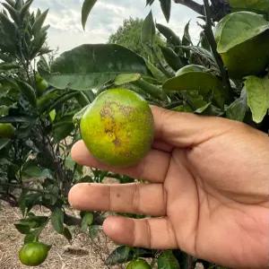 제주도 감귤 노지 제주 귤 조생 못난이 3kg 5kg 10kg