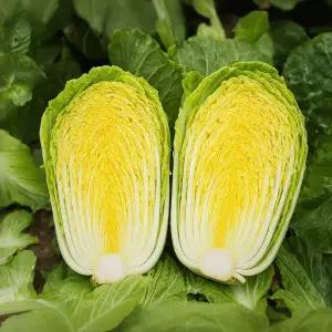 충북 괴산 절임배추 20kg/고랭지/신안천일염/지하수세척/