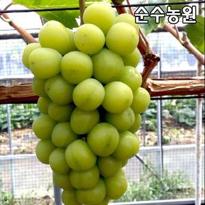 청포도나무 묘목, 샤인머스켓 삽목1년 포트 3개/망고포도