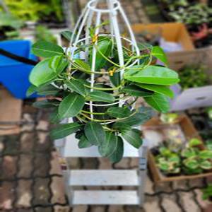 마다가스카르자스민 대품 넝쿨식물 반려식물 50~80cm 249