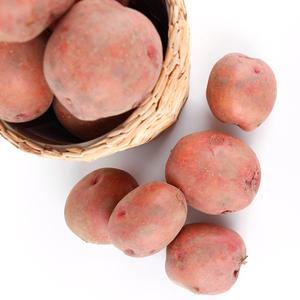 포슬포슬 홍감자 카스테라 빨간감자 특 3kg