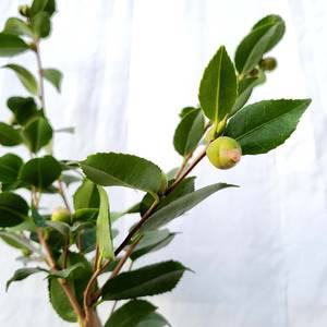 중형 향기 나는 서향 동백 나무 묘목 분홍 꽃 베란다 화분 월동 키우기