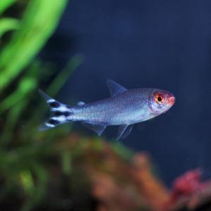 티아쿠아 열대어 러미노즈 테트라 5마리