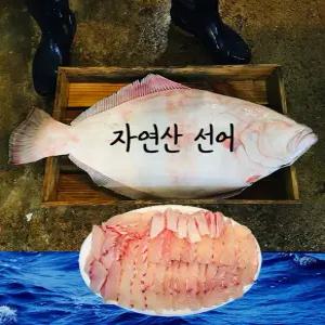 자연산 선어 생물 광어회/450g 내외