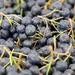 25년고창 아로니아 햇 아로니아열매 냉동 최상품 5kg 벌크(줄기있음)