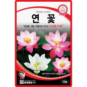 세계종묘 연꽃 씨앗 10립 다년생 수초 연꽃씨 종자
