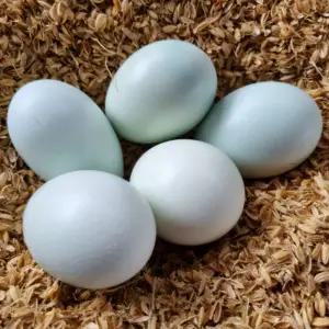 부화용유정란 청란 청계알 청계란 30구