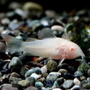 열대어 알비노 화이트 코리도라스 1마리 청소물고기