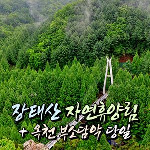 [대전] 장태산 자연휴양림(메타세쿼이아숲)+대전 중앙시장+옥천 부소담악 당일여행 / 국내여행/서울경기出