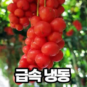 냉동 오미자 25년 문경오미자 10kg 생과 급속냉동 생오미자 산지발송