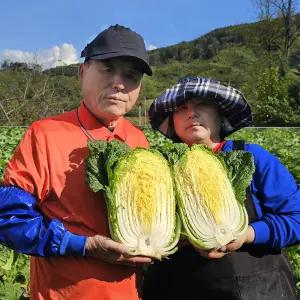황금 김장 절인배추 강원도 고랭지절임배추 10kg