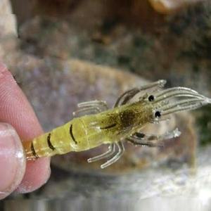 가짜새우미끼 새우웜 페이크 진짜같은 낚시미끼 10개