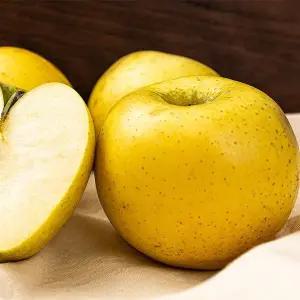 [하프클럽/]가정용 시나노골드 사과 10Kg 중대과