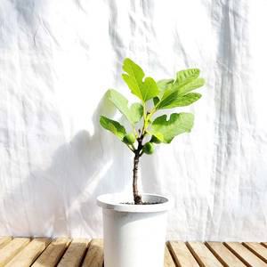 무화과 분재 미니 원형 책상 화분 맛있는 과일 나무 묘목 체험 식물 키우기