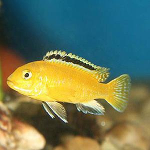 [서진열대어] 시클리드과-S-27 바나나시클리드 3마리