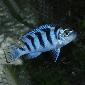 [서진열대어] 시클리드과-S-26 블루제브라시클리드 3마리