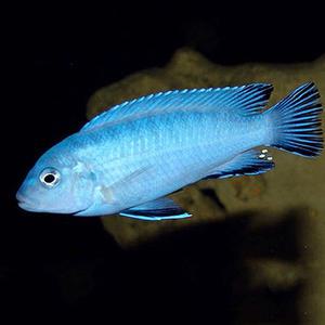 [서진열대어] 시클리드과-S-23 아이스블루시클리드 3마리