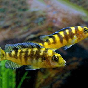 [서진열대어] 시클리드과-S-20 크라브로시클리드 3마리