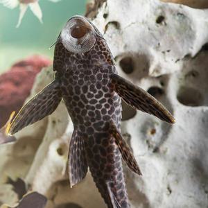 [서진열대어] 벽면청소고기- 비파 2마리