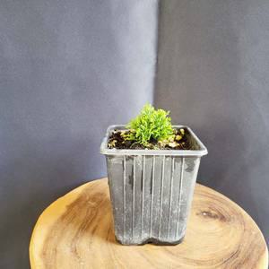 미니 연산회 청짜보 분재 편백 나무 묘목 반려 식물 인테리어 화분 키우기