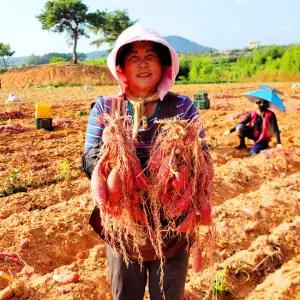 해남 못난이고구마 꿀고구마 10kg / 호박고구마 밤고구마