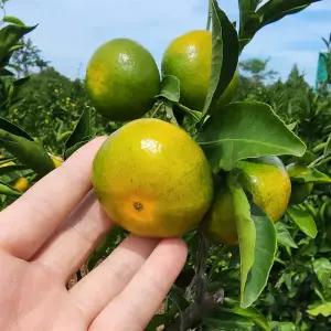 제주 극조생 타이벡 농법 노지 감귤 5kg 산지 밀감 매일 수확 신선